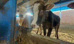 Besiciler donan su şebeklerini açmak için uğraşıyor