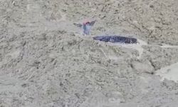 Çamura saplanan karaca için ekipler seferber oldu