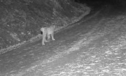 Çankırı'da yaban hayvanlarının karla kaplı doğadaki yaşamı kamerada