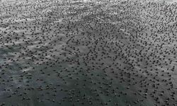 Damatlıklarını giyen karabatak kuşları İstanbul Boğazı'nda bir araya geldi