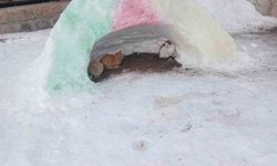 Diyadin'de hayvanlara kardan barınak