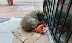 Dondurucu soğuk sokak hayvanlarının yaşamını zorlaştırdı