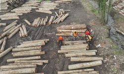 Düzce'den 23 bin 391,39 ton orman ürünü ihraç edildi