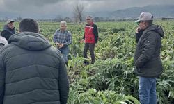 Enginar tarlaları incelendi, üreticiler, TARSİM hakkında bilgilendirildi