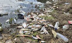 Eyüpsultan'da gölette yosun patlaması: Çok sayıda balık telef oldu