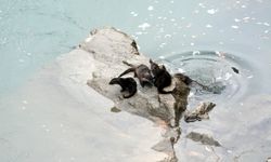 Fırat Nehri'nde 4 su samuru görüntülendi