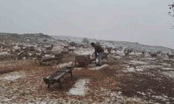 'Gazella gazella' dağ ceylanlarının kar keyfi