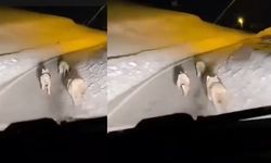 Geçitli köyüne inen kurt sürüsü görüntülendi