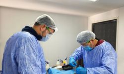 Germencik Belediyesi sokak hayvanları için kısırlaştırma çalışmalarını sürdürüyor