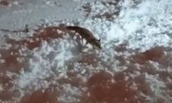 Hakkari'de aç kalan tilkiler şehirde yiyecek aradı