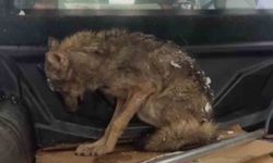Kar nedeniyle aç kalan kurt, köpek barınağına sığındı