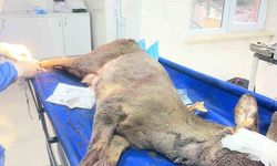 Karabük'te aracın çarptığı karaca ameliyat edildi