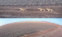 Karaman'da aç kalan kurtlar ovaya indi