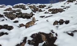 Karlı dağlık alanda yiyecek arayan kurt dronla görüntülendi
