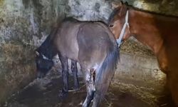 Kars'ta 15 atı ayaklarından vurdular