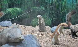 Keçiörenli minikler tabiat tarihiyle buluştu