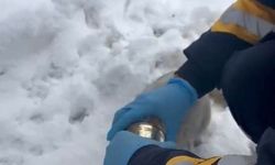 Kedinin başına sıkışan konserveyi sağlık ekipleri çıkardı