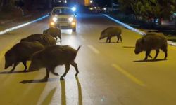 Kuşadası'nda domuzlar şehri mesken tuttu