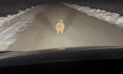 Mahalleye inen kurt, araç önünde kilometrelerce ilerledi