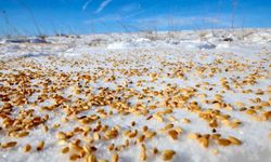 Malatya Darende'de yaban hayvanları için doğaya yem bırakıldı