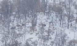 Malatya'da aç kalan domuz ve kurtlar, yerleşim yerlerine indi