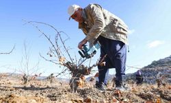 Mersin'de organik tarım desteğiyle üretim doğallaşıyor
