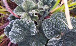 Muğla'nın sahil kesimlerine zirai don uyarısı