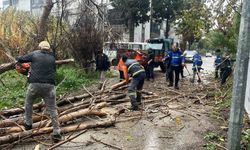 Nazilli Belediyesi'nden devrilen ağaçlara hızlı müdahale