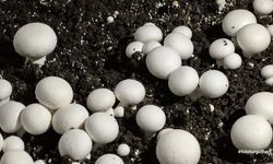 Öğrencilerin yetiştirdiği kültür mantarı hasadı yapıldı