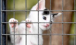 Osmangazi Belediyesi can dostların umudu oluyor