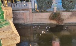 Porsuk'un donduğunun resmidir