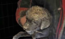 Samsun'da çukura düşen yavru köpek, zabıta ekiplerince kurtarıldı