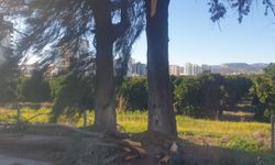 Şiddetli rüzgarda kırılan ağaç yola devrildi