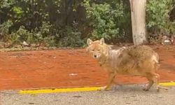 Sinop'un 'gurme' çakalı: Leblebiyi beğenmedi, fındığa koştu