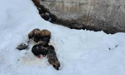 Şırnak'ta 12 köpek yavrusu donmak üzereyken kurtarıldı