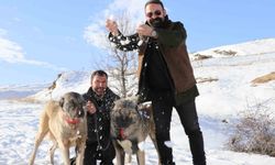 Sivas'ta kar yağdı, kangallar özüne döndü