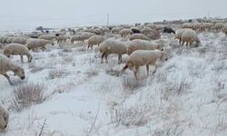 Sivas'ta koyunlar kar altında kaldı, çoban türküleriyle ile mest etti