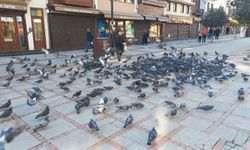 Soğukta üşüyen kuşlar için 5 kilometrelik şefkat yolculuğu