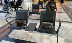 Soğuktan üşüyen sokak kedileri tren garına ısındı