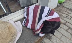 Soğuktan üşüyen sokak köpeği için çözümü üzerini örtmekte buldu