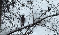 Tunceli'de beyaz örtü üzerinde nadir anlar: Nesli tehlike altındaki su samuru kamerada