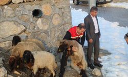 Vahşi hayvan saldırısında 35 koyun telef oldu, devlet yaraları sardı