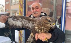 Yaralı boz şahine şefkat eli