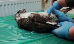 Yaralı bulunan şahin, tedavisinin ardından doğaya salındı