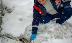 Yaralı halde bulunan kurt tedavi altına alındı