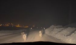 Yüksekova'da aç kalan kurt sürüsü köy yoluna indi