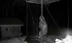 Aç kalan ayı kovanlara ulaşmak için düz demire tırmanmaya çalıştı