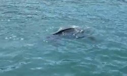 Rize'de nadir görülen deniz kaplumbağası balıkçının kamerasına yansıdı