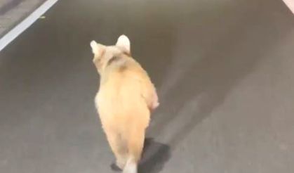 Zigana Tüneli’ne yavru ayı girdi