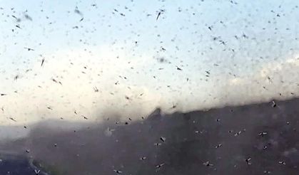 Çıldır Gölü'nde ‘sinek fırtınası’